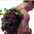 grapes - resveratrol.jpg